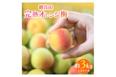 観音山完熟オレンジ梅 3kg 有限会社柑香園《2026年6月中旬-6月下旬頃出荷》 和歌山県 紀の川市 梅 完熟梅 樹上完熟梅 梅干し 梅酒 梅ジャム