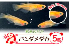パンダメダカ 5匹 根来めだか《90日以内に出荷予定(土日祝除く)》和歌山県 岩出市 めだか パンダ 観賞用 送料無料