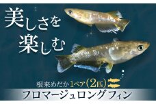 フロマージュロングフィン 1ペア 2匹 根来めだか《90日以内に出荷予定(土日祝除く)》和歌山県 岩出市 めだか フロマージュ 観賞用 送料無料