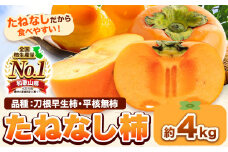 たねなし柿（刀根早生柿・平核無柿）約4kg《2025年9月中旬-11月上旬頃出荷(土日祝除く)》 和歌山県 岩出市 種なし柿 柿 果物 フルーツ 2L～Mサイズ カキ 
