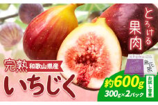 【先行予約】お試し小容量 完熟いちじく 約600g (300g×2パック) パック いちじく イチジク 無花果 JAわかやま 紀の里地域本部《2025年9月上旬-11月中旬頃出荷》 和歌山県 岩出市 青果物 果物 くだもの フルーツ スイーツ 