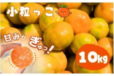 温州みかん 「小粒っこ」 10kg※箱込み  (極早生・早生・中生・晩稲)【2S～3Sサイズおまかせ】【2025年10月中旬～2026年1月下旬までに順次発送】＜味好農園＞/温州 みかん 小玉 蜜柑 柑橘 みかん 極早生 早生 中生 晩稲 小粒 果物 フルーツ 【agy006A】