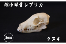  [8cm] タヌキ 縮小頭骨レプリカ  /  レプリカ 標本 コレクション プラモデル 動物標本 頭骨レプリカ 狸 たぬき フィギュア インテリア 模型 動物 博物館 骨格 ミニチュア 3Dプリント キーホルダー 【anf001】