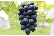 【7 月末～順次発送(限定数量)】ブラックビート葡萄 2Kg 箱入り/ブドウ 葡萄  ブラックビート 限定 数量限定 大粒 【art019A】