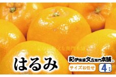  はるみ 約4kg/サイズおまかせ　※2025年1月下旬～2025年3月中旬頃に順次発送予定(お届け日指定不可) 紀伊国屋文左衛門本舗 / はるみ みかん 蜜柑 柑橘 果物 フルーツ 【kmtb460B】