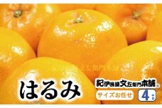  はるみ 約4kg/サイズおまかせ　※2026年1月下旬～2026年3月中旬頃に順次発送予定(お届け日指定不可) 紀伊国屋文左衛門本舗 / はるみ みかん 蜜柑 柑橘 果物 フルーツ 【kmtb460B】