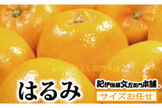  はるみ 約3kg / サイズおまかせ　※2025年1月下旬～2025年3月中旬頃に順次発送(お届け日指定不可)　紀伊国屋文左衛門本舗 / はるみ みかん 蜜柑 柑橘 フルーツ 果物 【kmtb461B】