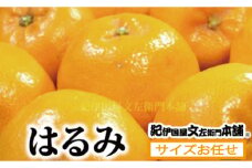  はるみ 約3kg / サイズおまかせ　※2026年1月下旬～2026年3月中旬頃に順次発送(お届け日指定不可)　紀伊国屋文左衛門本舗 / はるみ みかん 蜜柑 柑橘 フルーツ 果物 【kmtb461B】