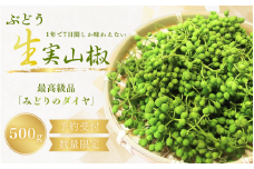 【受付期間残り僅か！数量限定】 ぶどう生山椒 500g  【2025年5月中旬から5月下旬にお届けいたします】/山椒 さんしょう 生山椒 生さんしょう 調味料 スパイス 香辛料 山椒の実 山椒の実生 実【twn007A】