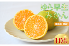  【2025年秋頃発送予約分】＼光センサー選別／＼農家直送／甘くて濃厚！希少品種 ご家庭用 ゆら早生みかん  約10kg　サイズ混合　※2025年10月末で申込締切/ミカン 蜜柑 柑橘 フルーツ くだもの 果物 早生 温州 【nuk110C】