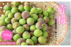 【先行予約】Mサイズ以上のサイズおまかせ 青梅 10kg【2025年6月下旬～7月上旬に順次発送致します。】/ 梅 青梅 梅干 梅干し 大容量 梅酒 お酒 シロップ ジュース【frt008A】