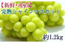 【ふるさと納税】[新鮮・産直]和歌山かつらぎ町産の完熟シャインマスカット約1.2kg　※2025年8月下旬～9月下旬頃より順次発送予定（お届け日指定不可） シャインマスカット マスカット 果物 くだもの フルーツ 葡萄 ぶどう ブドウ【tec923A】