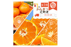 【3か月定期便】人気のみかんを集めた！旬の柑橘定期便/蜜柑みかん柑橘オレンジ清見田村みかん定期便フルーツ果物 【tkb111】