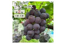 紀州和歌山産 ピオーネ 約2kg ※2025年8月下旬頃〜2025年9月上旬頃に順次発送 ※日付指定不可 ぶどう ブドウ 葡萄 果物 くだもの フルーツ【uot781】
