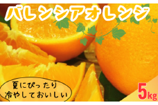  バレンシアオレンジ[約5kg] 湯浅町田村産 春みかん 春かんきつ(無選別・果実サイズ混合)　※2025年6月中旬～2025年7月下旬頃頃に順次発送 / バレンシアオレンジ オレンジ 蜜柑 みかん 柑橘 果物 フルーツ 【kmtb491A】