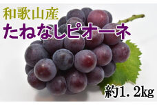 【新鮮・産直】和歌山かつらぎ町産たねなしピオーネ約1.2kg※2025年8月中旬～2025年9月下旬頃順次発送※北海道・沖縄・離島配送不可 / 巨峰 先行予約 ぶどう ピオーネ 【tec951A】