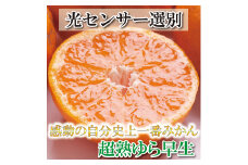 厳選　超熟有田みかん5kg+150g （傷み補償分）【自分史上一番みかん】【菊みかん入り】【光センサー選別】＜11月初頭より順次発送予定＞【ikd018B】