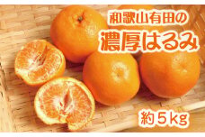  和歌山有田の濃厚はるみ　約5kg (Lサイズ)※2025年1月下旬～2月中旬順次発送予定/みかん 蜜柑 フルーツ 果物 【ard009B】