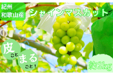 紀州和歌山産 シャインマスカット 約2kg ※2025年8月下旬頃〜2025年9月上旬頃に順次発送 ※日付指定不可 ぶどう ブドウ 葡萄 マスカット 果物 くだもの フルーツ 人気 旬の果物【uot798】