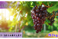 ジューシーな高級ぶどう 約2kg (3~5房)  【2025年8月中旬もしくは下旬～順次発送】/ ぶどう 藤稔 黒ブドウ 果物 くだもの フルーツ 有機 【kmf004】