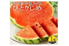 紀州和歌山産小玉スイカ「ひとりじめ」１玉【予約】※2026年6月上旬頃～7月上旬頃に順次発送予定(お届け日指定不可) スイカ すいか 果物【uot778】