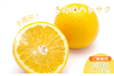  新鮮！はじける食感！「きみのハッサク」約3kg (10~13個程度) サイズ L~2L ご家庭用(秀優混合) 【2026年2月上旬～3月上旬に順次発送】/八朔 柑橘 和歌山県 手選別 【kmf011】