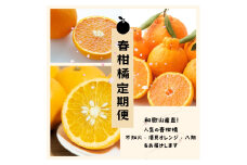  【3か月定期便】和歌山産直！人気の春柑橘定期便♪不知火・清見オレンジ・八朔 / みかん 和歌山 柑橘 デコポン 果物 フルーツ 3回【tkb361】