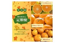 【3か月定期便】みかんの名産地和歌山発！秋のみかん定期便♪ゆら早生みかん・下津みかん・有田みかん / みかんセット 和歌山 柑橘 果物 フルーツ 希少 3回【tkb362】