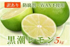 ＜先行予約＞わけあり レモン5kg+250g（傷み補償分）【和歌山有田産】【防腐剤・WAX不使用、安心の国産レモン】【わけあり・訳ありレモン】【ikd031C】