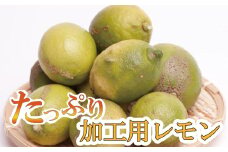 ＜先行予約＞加工用 黒潮レモン2.5kg+75g（傷み補償分）【和歌山有田産】【防腐剤・WAX不使用、安心の国産レモン】【わけあり・訳ありレモン】【果汁用】【ikd032B】