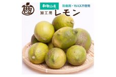 ＜先行予約＞加工用 黒潮レモン5kg+150g（傷み補償分）【和歌山有田産】【防腐剤・WAX不使用、安心の国産レモン】【わけあり・訳ありレモン】【果汁用】 ※2024年9月上旬頃〜2025年4月下旬頃に順次発送【ikd035B】