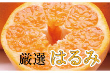 ＜2月より発送＞厳選はるみ3.5kg+105g（傷み補償分）【デコポンの姉妹品種・新食感春みかん】【光センサー選別】【ikd050C】