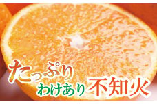 【先行予約】家庭用不知火7.5kg+250g（傷み補償分）＜2月より発送＞/ みかん ミカン 有田みかん 柑橘 フルーツ 果物 和歌山 オレンジ【ikd055D】