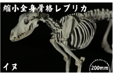 【イヌ 】 縮小 全身骨格レプリカ    /    レプリカ 標本 コレクション プラモデル 動物標本 頭骨レプリカ 犬  フィギュア インテリア 模型 動物 博物館 骨格 頭蓋骨 ミニチュア 3Dプリント 【anf003】