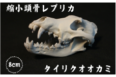  [8cm] 【タイリクオオカミ】 縮小頭骨レプリカ　 / 　レプリカ 標本 コレクション プラモデル 動物標本 頭骨レプリカ 狼 オオカミ フィギュア インテリア 模型 動物 博物館 骨格 ミニチュア 3Dプリント キーホルダー 【anf002】