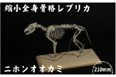 【ニホンオオカミ】 縮小 全身骨格レプリカ　/　レプリカ 標本 コレクション プラモデル 動物標本 骨格レプリカ 狼 フィギュア インテリア 模型 動物 博物館 骨格 頭蓋骨 ミニチュア 3Dプリント 【anf004】