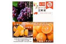 【全3回】紀州和歌山産旬のフルーツセット(巨峰・ひらたね・みかん)  / 果物定期便 フルーツ定期便 みかん オレンジ 柑橘 くだもの 果物 かき カキ ぶどう 巨峰 【tkb397】