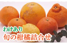 ＜1月より発送＞家庭用 柑橘詰合せ7.5kg+250g（傷み補償分）【訳あり・わけあり】【有田の春みかん詰め合わせ・フルーツ詰め合せ・オレンジつめあわせ】【光センサー選別】【ikd043D】