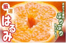【先行予約】厳選はるみ5kg+250g（傷み補償分）＜2月より発送＞/ みかん ミカン 有田みかん 柑橘 フルーツ 果物 和歌山 オレンジ【ikd194B】