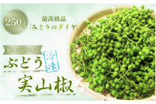  冷凍ぶどう山椒（初期から中期品）250g / 山椒 さんしょう ぶどう山椒 ぶどうさんしょう 香辛料 薬味 調味料 生山椒 和歌山県 紀美野町 生実山椒【twn021】