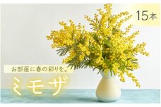 【先行予約】 ～ 春の訪れ ～ ミモザ 15本入り〈なかやFarm 和歌山県 紀美野町〉/   癒し 植物 プランター フラワー プラント 花瓶  アカシア ミモザ ハーブ プレゼント ギフト 【nkf003】