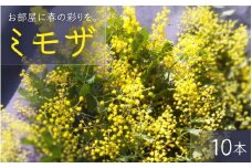 【先行予約】 ～ 春の訪れ ～ ミモザ 10本入り〈なかやFarm 和歌山県 紀美野町〉/   癒し 植物 プランター フラワー プラント 花瓶  アカシア ミモザ ハーブ プレゼント ギフト 【nkf002】