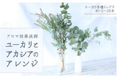 【先行予約】＼アロマ効果抜群／  ユーカリとアカシア(ミモザ)のアレンジ〈なかやFarm 和歌山県 紀美野町〉/  オージープランツ 癒し 清涼感 植物 花瓶 ユーカリ アカシア ミモザ ハーブ プレゼント ギフト 【nkf001】