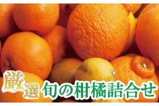 ＜1月より発送＞厳選 柑橘詰合せ5kg+250g（傷み補償分）【有田の春みかん詰め合わせ・フルーツ詰め合せ・オレンジつめあわせ】【光センサー選別】【ikd160B】