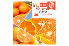 【全4回】紀州和歌山産旬のご家庭用柑橘セット(みかん・不知火・せとか・清見)【tkb412】