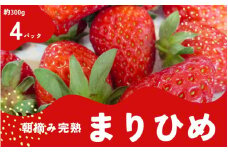 朝摘み 完熟 まりひめ いちご 厳選 約300g×4パック （計約1200g)※2025年1月下旬～3月下旬ごろ順次発送予定（お届け日指定不可）【ard222】