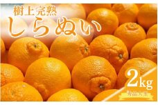 【先行予約】希少な樹上完熟　しらぬい（不知火） 秀品大玉 約2kg(6個)  2026年2月末～2026年4月中旬頃に順次発送予定（お届け日指定不可）/ 和歌山 みかん しらぬい 不知火 フルーツ 柑橘 蜜柑 果物 くだもの【kiy001】