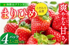【先行予約】まりひめ いちご 12粒～15粒入り×4パック（1kg）2026年1月中旬～2026年3月中旬頃に順次発送予定（お届け日指定不可）/ いちご 苺 まりひめ 和歌山 フルーツ 果物 くだもの【kgr008A】