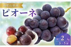  【先行予約】ピオーネ和歌山県産 3～5房/箱（計2kg）/ぶどう 葡萄 ブドウ 産地直送 農家直送 フルーツ 果物 先行予約 先行 予約 先行受付 【mat105A】