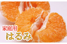 【先行予約】家庭用はるみ2.5kg+250g（傷み補償分）＜2月より発送＞/ みかん ミカン 有田みかん 柑橘 フルーツ 果物 和歌山 オレンジ【ikd228】